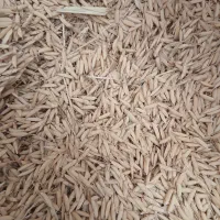 تخم جو هاشمی