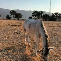 فروش دو اسب مادیون یا معاوضه|اسب و تجهیزات اسبسواری|خنج, |دیوار