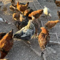 مرغ و خروس و غاز و قوغاز و اردک|حیوانات مزرعه|قزوین, |دیوار