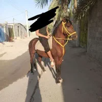 اسب عرب رهوار