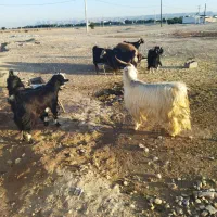 چپش بز بره درجه یک ایلاق