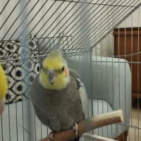 عروس هلندی|پرنده|زنجان, |دیوار