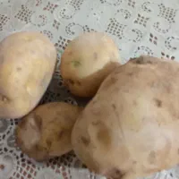 جهت تمیز کردن سیب زمینی 10 نفر تا 15نفر اکیپ دارم