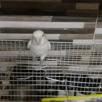 کوتوله فیشر ماده آماده