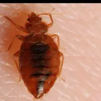 خدمات سم پاشی حشرات خانگی