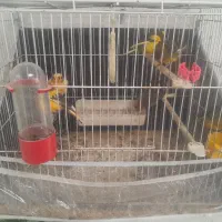 تعداد ۴ عدد قناری ۳ ماهه سالم و زرنگ