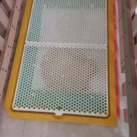 شیتزو|سگ|بیرجند, |دیوار