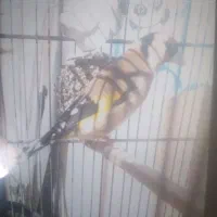 سهره