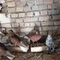 کوهی دم سفید قهوای دم سفید سرخ دم سفید