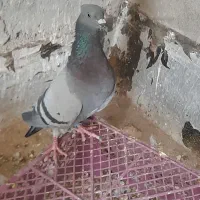 کفتر پرشی|پرنده|قم, حکمت شمالی|دیوار