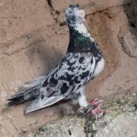 هفت رنگ|پرنده|روداب, |دیوار