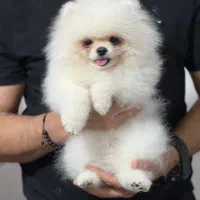 پامرانین (وارداتی)