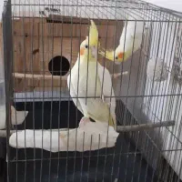 عروس هلندی|پرنده|کلاله, |دیوار