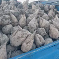 فروش چغندر قند برای لبو ودام وتفاله چغندر