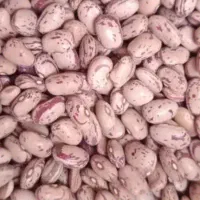 حبوبات درجه یک|خوردنی و آشامیدنی|قم, امامزاده ابراهیم|دیوار
