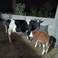 گاو با گوساله