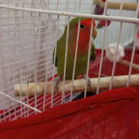 طوطی کوتوله برزیلی