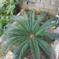 دو عدد سیکاس