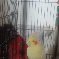 عروس هلندی سالم