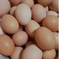 تخم مرغ محلی تازه|خوردنی و آشامیدنی|قم, شهرک امام حسین|دیوار