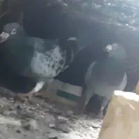 کبوتر المانی عراقی جفتگاه و ماهی