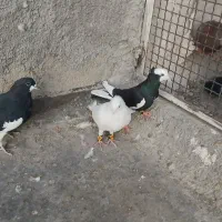 پرشی گرفتن ی|پرنده|نیشابور, مدرس|دیوار