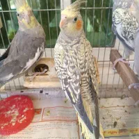 عروس هلندی نرو ماده