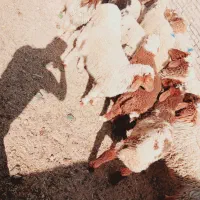بره گوسفند|حیوانات مزرعه|اهواز, گلدشت|دیوار