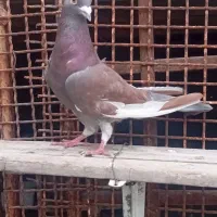 پلاکی نر|پرنده|میناب, |دیوار