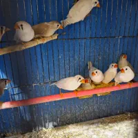 فنچ زبرا بالغ