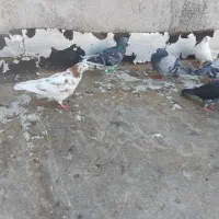 کبوتر معاوضه با هر چیزی سهره خاکی|پرنده|قرچک, زیبا شهر|دیوار