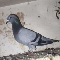 کبوتر