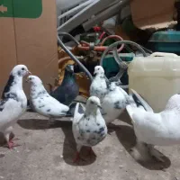 ۷ عدد کبوتر