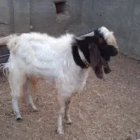 کره نر|حیوانات مزرعه|شهرضا, |دیوار