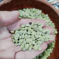 عدس دیمی