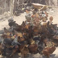 فروش50عدد مرغ تخم گذار محلی|حیوانات مزرعه|رفسنجان, |دیوار