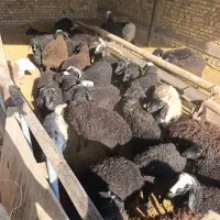 بره نروماده کیلو ۳۶۰|حیوانات مزرعه|تاکستان, |دیوار