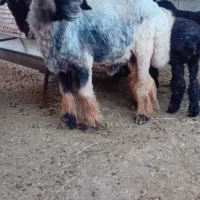 قوچ جوان