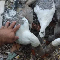 گله غاز تخمگذار|حیوانات مزرعه|لنگرود, |دیوار