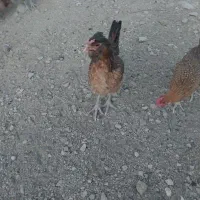 تخم مرغ ،مرغ ریشی نطفه دار محلی اصل|خوردنی و آشامیدنی|نورآباد ممسنی, |دیوار