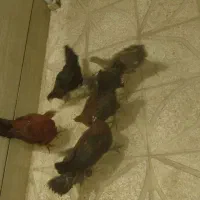 مرغ و خروس سالم|حیوانات مزرعه|کوهدشت, |دیوار