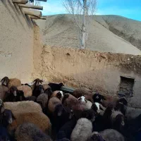 فروش ۳۰راس میش|حیوانات مزرعه|انگوران, |دیوار