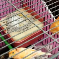 فروش یک جفت قناری لاکی نر وماده|پرنده|شیراز, شهرک پرواز|دیوار