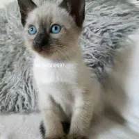 سیامی|گربه|تهران, منیریه|دیوار