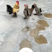 جوجه سابیل پوت