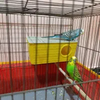 جفت مرغ عشق مولد اسپانگل