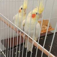 عروس هلندی و کوتوله،،