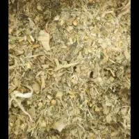 ذرت علوفه‌ای کشت دوم