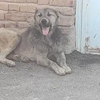 سگ گوسفندی