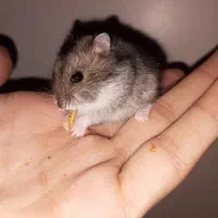 بچه همستر کمپل|موش و خرگوش|تهران, هفده شهریور|دیوار